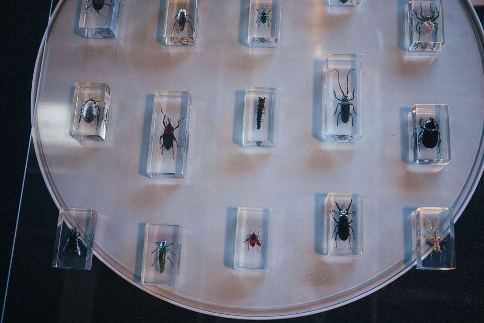 Analog Pinterest — your dream bug collection from childhood.